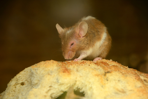 Single common house mouse foraging on top of a bun.