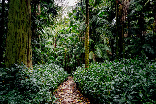 Tropical forest with exotic palm trees and lush green vegetation. Tourist path through the jungle. Lush foliage in tropical climate.