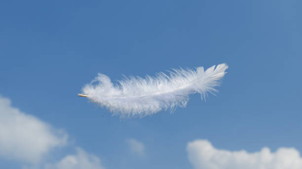 istock Beautiful Soft and Light White Fluffy Feathers Floating inThe Sky with Clouds 1491018486