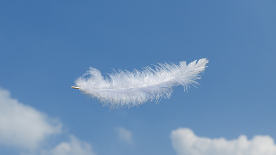 Beautiful Soft and Light White Fluffy Feathers Floating inThe Sky with Clouds