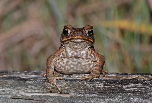 Cane Toad (Bufo marinus) adult on fallen log at night\n\nsouth-east Queensland, Australia.     March