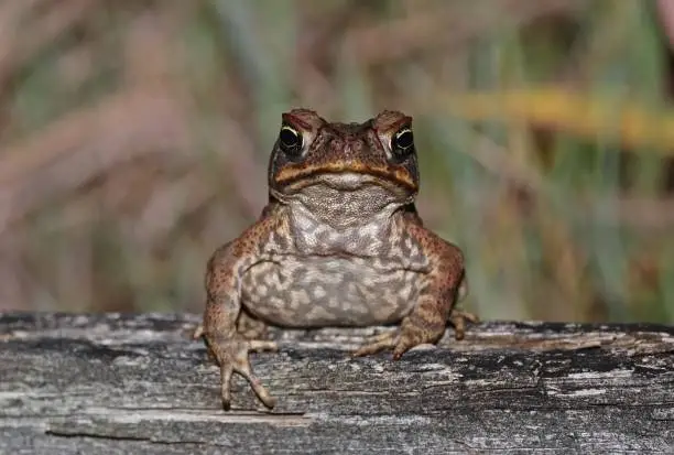 Cane Toad (Bufo marinus) adult on fallen log at night

south-east Queensland, Australia.     March