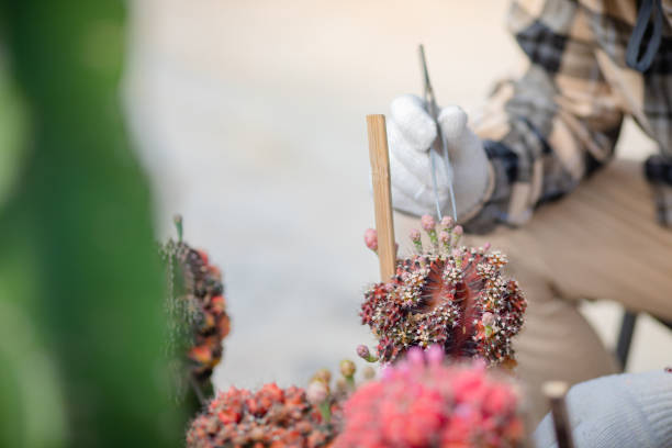 man using tongs Remove the cactus pollen from the flowers and pollinate.