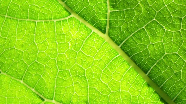 Stunning macro footage of a mulberry leaf
