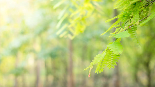 istock blurred Abstract natural greenery bokeh background in the forest with copy space using as background natural green plants landscape, ecology, fresh wallpaper concept. 1491023573