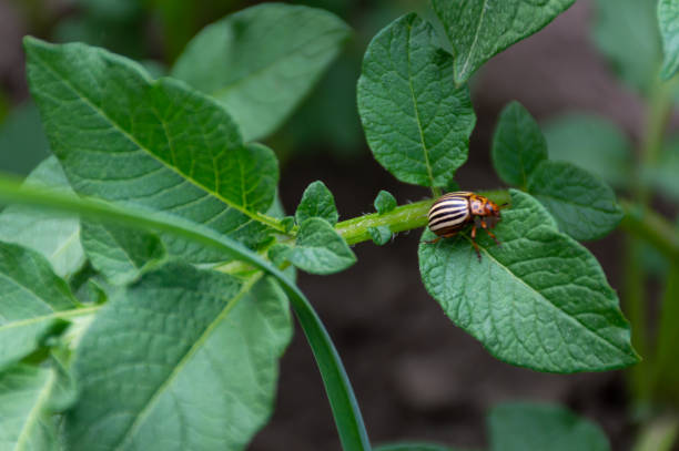 ジャガイモ農園のコロラドハムシ - ladybug insect leaf beetle ストックフォトと画像