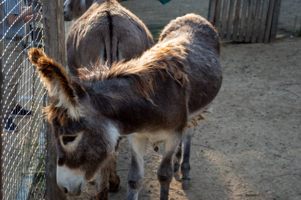 istock Two brown donkeys trapped in a pen 1491026377