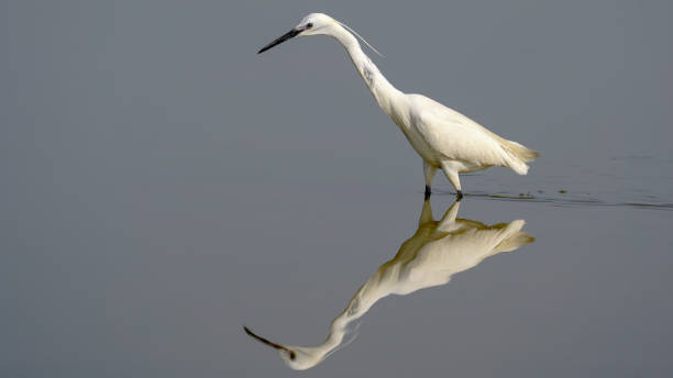 istock Little Egret in a lake and reflection 1491027688