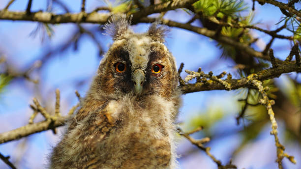 istock baby owl on branch look to me 1491028150