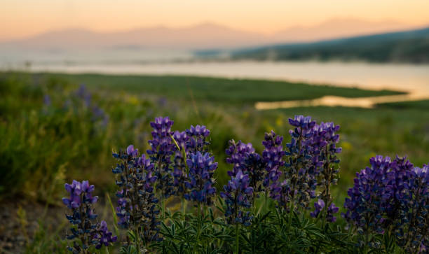 le lupin violet brillant pousse dans la vallée de hayden avec la rivière yellowstone au loin - landscape montana wildflower flower photos et images de collection