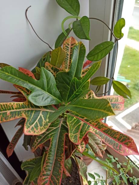 istock Green leaves of home plant 1491029355
