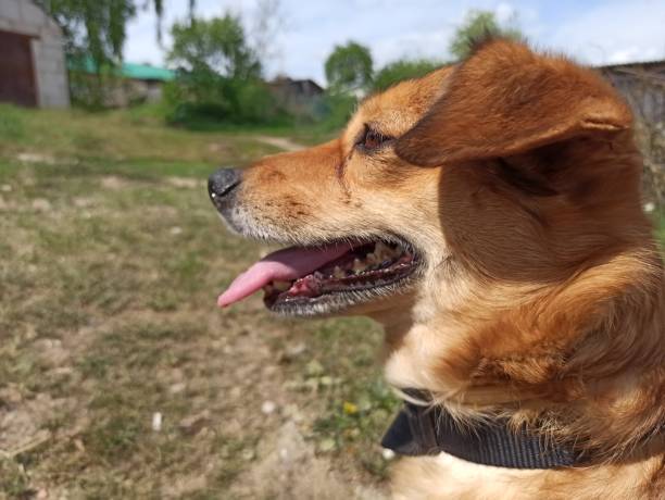 istock Red dog in the yard 1491029426