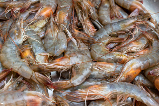 istock Fresh shrimp for sale in the store 1491029528