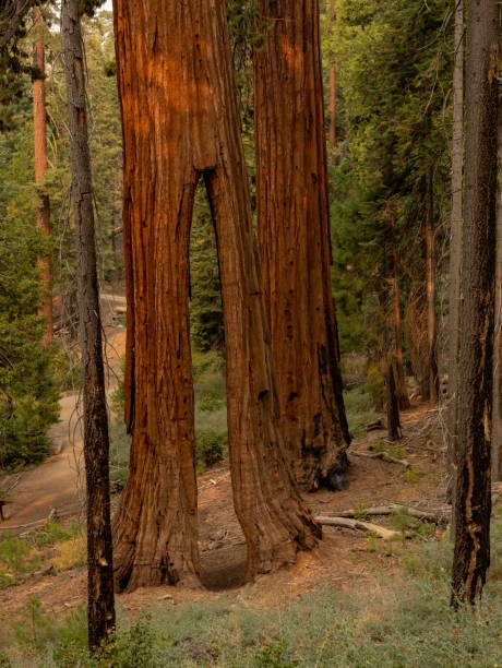 istock Clothes Pin Tree In Mariposa Grove 1491029846
