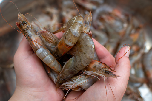 Holding fresh shrimp in your hands