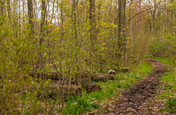 istock Natural Landscape - Hiking Trails in a Forest 1491030623