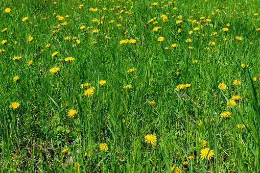 Dandelion plant or weed growing in a lawn. It is spring and the perfect time to treat lawns for weed problems. Shot with Canon 5D Mark II DSLR camera.