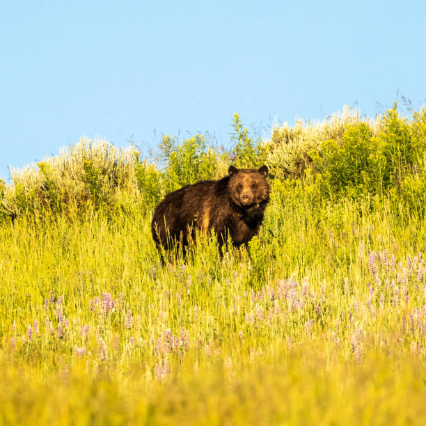 algo chama a atenção de uma mãe grizzly - montana mountain lupine meadow - fotografias e filmes do acervo