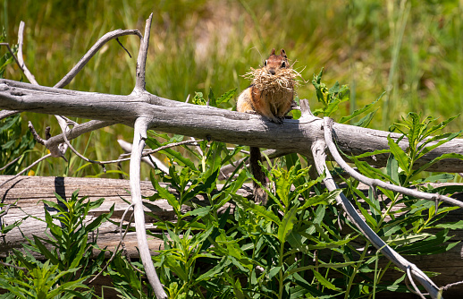 Squirrel With A Mouthful of Straw Sits On Gray Tree Branch in Yellowstone field
