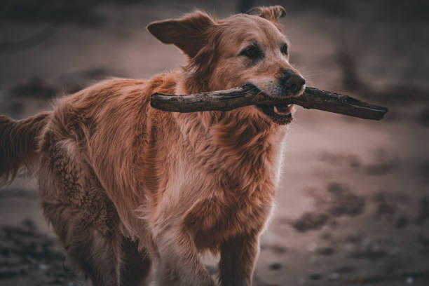 istock Golden Retreiver playful running with stick 1491031872