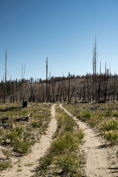 istock Two Track Trail Through Burned Forest in Lassen Volcanic 1491032958