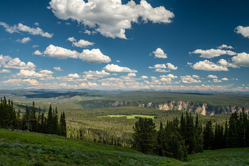 Vast Forest Spills Into The Grand Canyon Of The Yellowstone in Summer