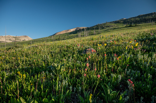 Wild Flowers Bloom In Meadow Below Mount Holmes in Yellowstone
