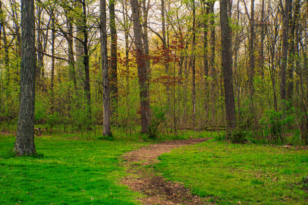 A tree branch is hanging over a path. The path is surrounded by green bushes and trees