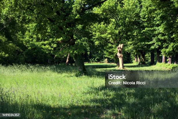 Bare And Cutted Trunk In A Meadow In The Middle Of A Park On A Sunny Day In The Italian Countryside Stock Photo - Download Image Now