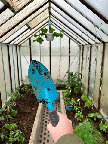 hand holding shovel in greenhouse at home with produce plants and soil, planting tomatoes and bell peppers