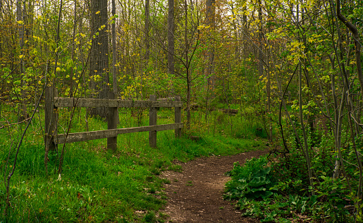 Natural Landscape - Hiking Trails in a Forest in Mountainside Park in Burlington, Ontario