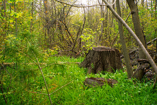 stump on the green grass in the forest