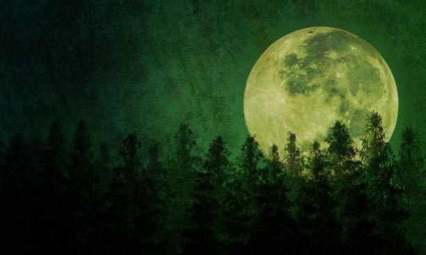 Lua Cheia e Floresta - Fundo da Natureza - Noite Atmosférica - foto de acervo