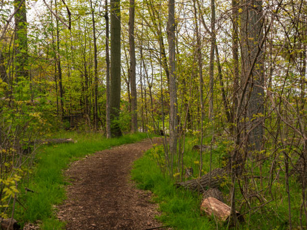 istock Natural Landscape - Hiking Trails in a Forest 1491035580