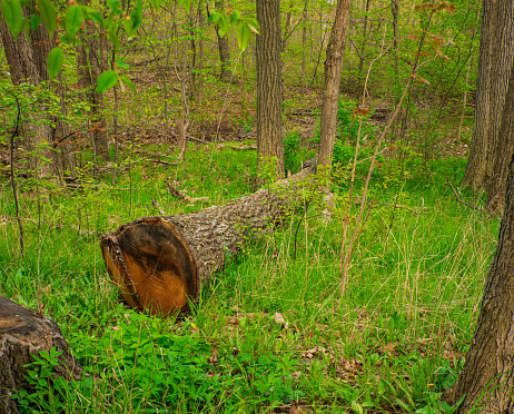 Natural Landscape - Fallen Tree in a Forest