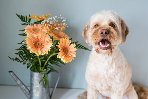 four year old cockapoo sits beside a bouquet of daisies