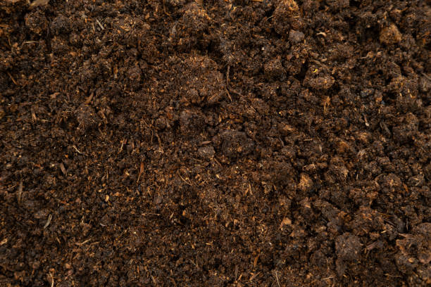 compost di letame equino per coltivazione, agricoltura. concime naturale eco bio. carta da parati marrone con texture in primo piano. fondo di letame compostato. concime organico. dung animale. escrementi cibo vegetale - soil saprophyte foto e immagini stock