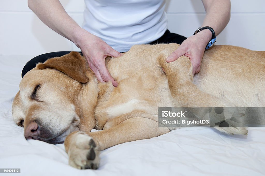 Massage A Golden Labrador is treated with canine massage therapy by a specialist, for an injury to his shoulder. Massaging Stock Photo