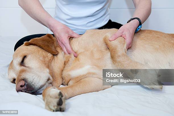 Massage Stock Photo - Download Image Now - Massaging, Dog, Pets