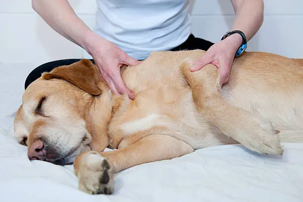 A Golden Labrador is treated with canine massage therapy by a specialist, for an injury to his shoulder.