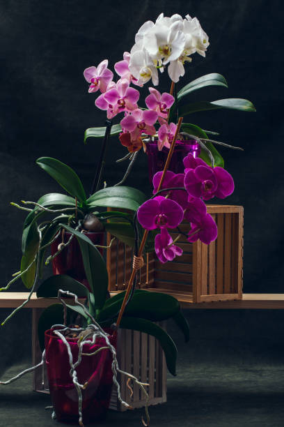 istock Phalaenopsis orchid bushes in pots on a dark background 1491039682