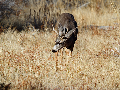 Mule deer buck grazing on crested wheat in East Central Idaho.