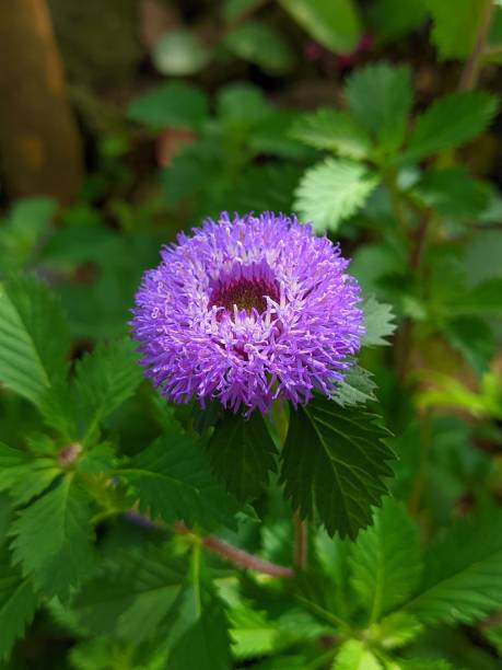 istock The flowers that bloom are purple 1491040512