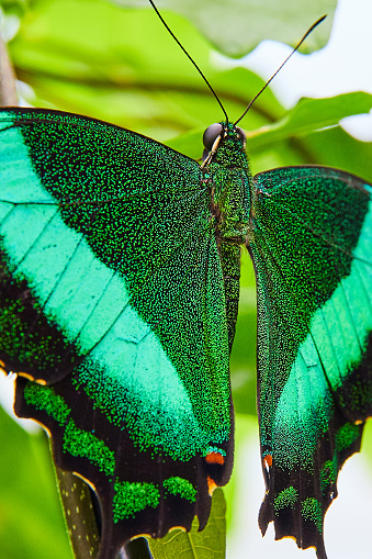 Image of Open vibrant green wings in detail of Banded Peacock butterfly