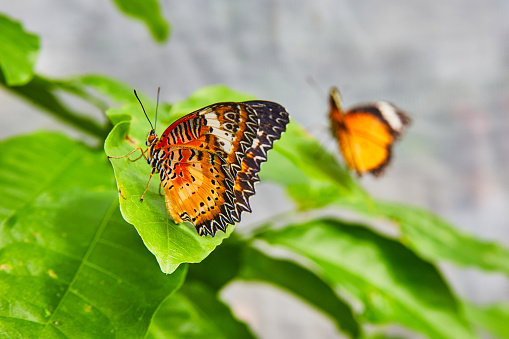 Image of Pair of Red Lacewing butterflies on green plant