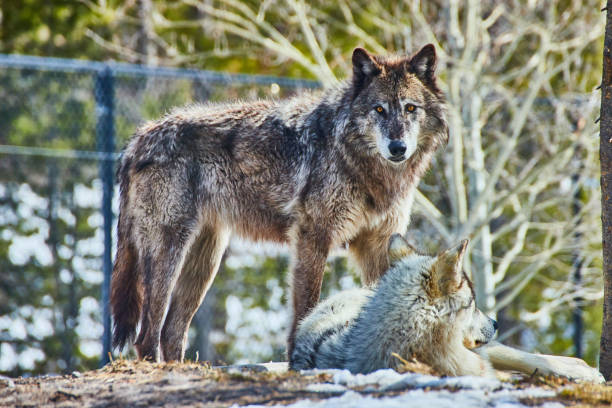 istock Pair of wolves on rocks taking a break in park 1491041741