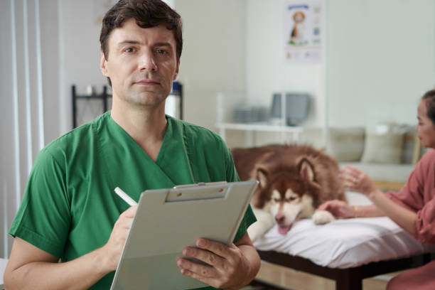 istock Veterinarian Examining Big Dog 1491041851