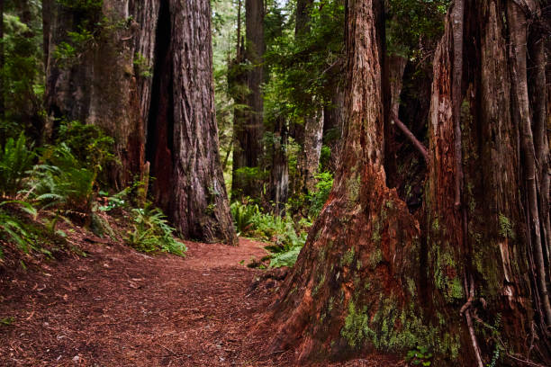 istock Path through ancient Redwoods forest in California 1491041928
