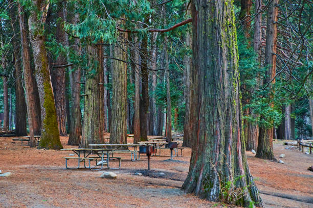 istock Park tables surrounded by giant pine trees and floor covered in needles 1491042330