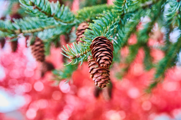 Image of Pine tree detail of pinecones with red tree in background
